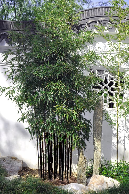  Black Bamboo - Phyllostachys Nigra - 3 Gallon Pot (Single Cane: 2-4')