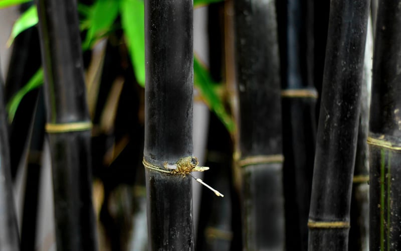  Black Bamboo - Phyllostachys Nigra - 3 Gallon Pot (Single Cane: 2-4')