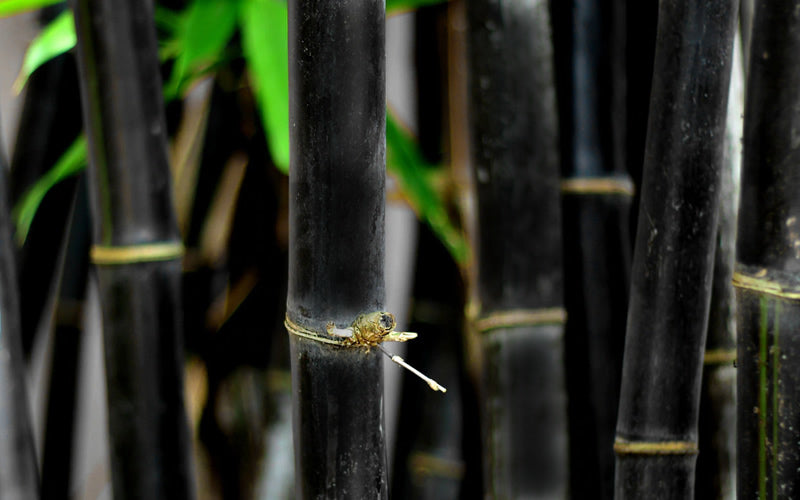  Black Bamboo - Phyllostachys Nigra - 3 Gallon Pot (Single Cane: 4-6'+)