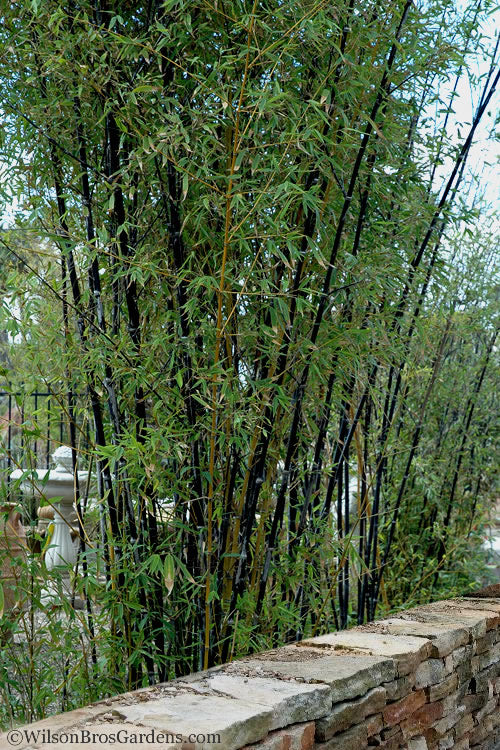  Black Bamboo - Phyllostachys Nigra - 3 Gallon Pot (Single Cane: 4-6'+)