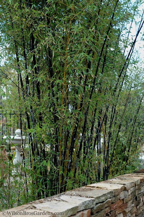  Black Bamboo - Phyllostachys Nigra - 3 Gallon Pot (Multi-Cane: 2 To 4' Tall)