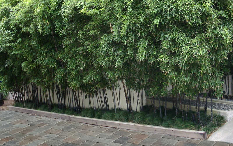  Black Bamboo - Phyllostachys Nigra - 3 Gallon Pot (Multi Cane: 4-6'+)