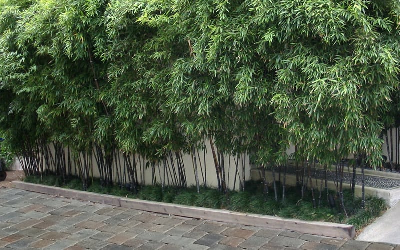  Black Bamboo - Phyllostachys Nigra - 3 Gallon Pot (Single Cane: 2-4')