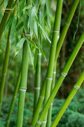  Dwarf Bisset Bamboo (Phyllostachys Bissetii 'Dwarf') - 2 Gallon Pot