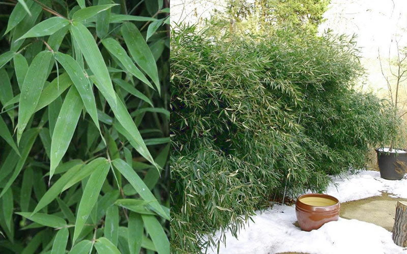  Dwarf Bisset Bamboo (Phyllostachys Bissetii 'Dwarf') - 2 Gallon Pot