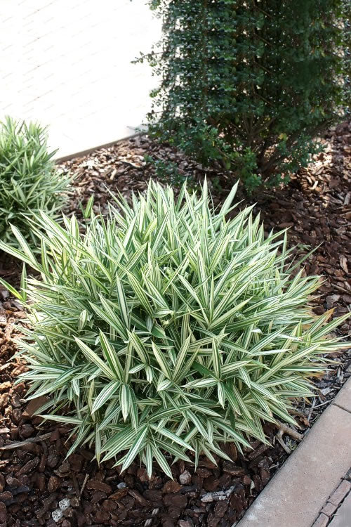  Dwarf White Stripe Bamboo - Pleioblastus Fortunei - 1 Gallon Pot