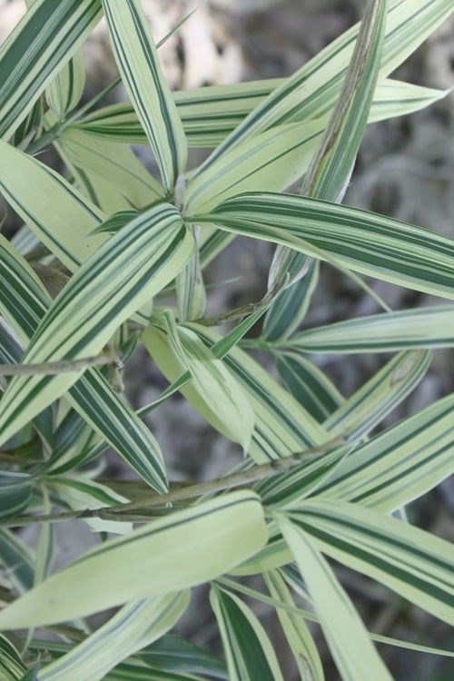  Dwarf White Stripe Bamboo - Pleioblastus Fortunei - 3 Gallon Pot