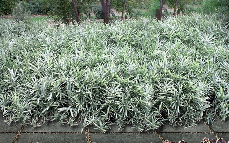  Dwarf White Stripe Bamboo - Pleioblastus Fortunei - 1 Gallon Pot