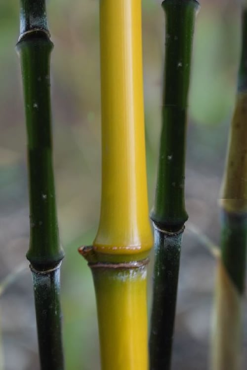  Elegant Bamboo - Phyllostachys Elegans - 3 Gallon Pot 