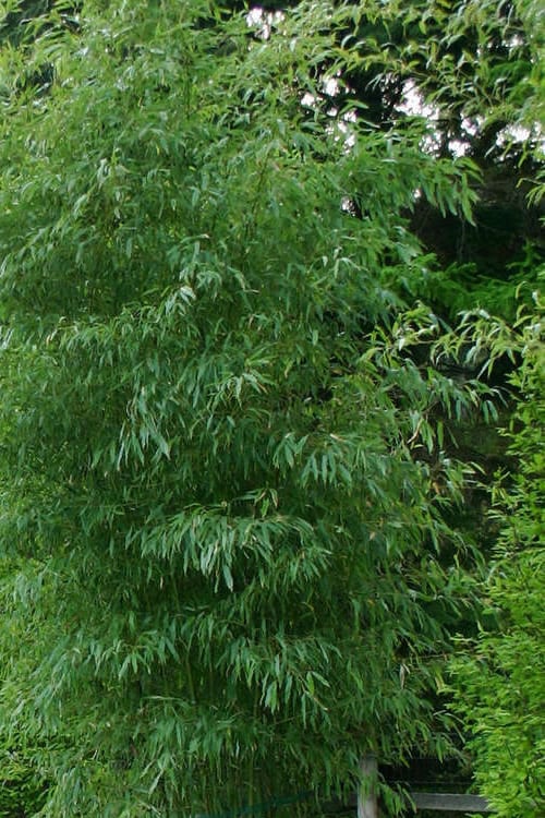  Elegant Bamboo - Phyllostachys Elegans - 3 Gallon Pot 