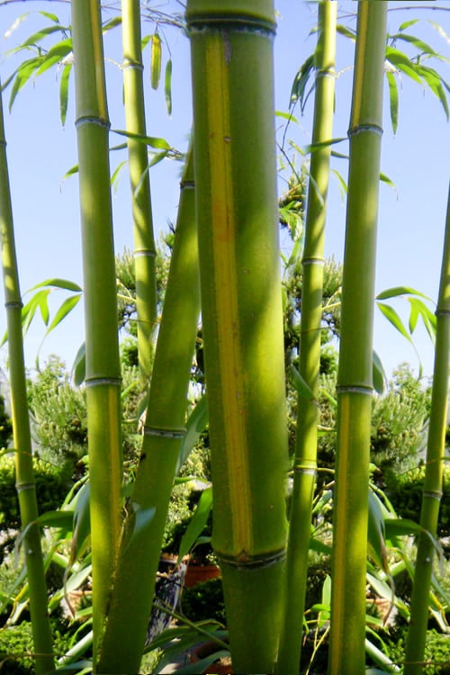  Flavescens Inversa Bamboo (Phyllostachys Aurea) - 3 Gallon Pot (2-4')