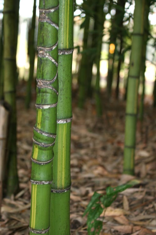  Flavescens Inversa Bamboo (Phyllostachys Aurea) - 3 Gallon Pot (2-4')