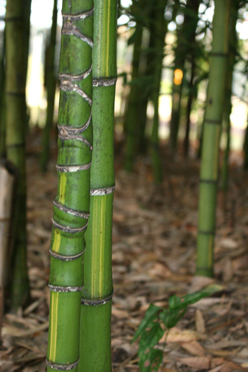  Flavescens Inversa Bamboo (Phyllostachys Aurea) - 3 Gallon Pot (4-6')