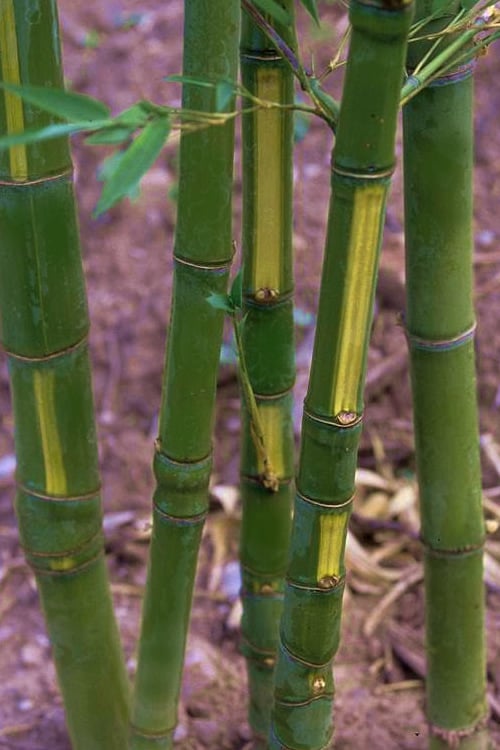  Flavescens Inversa Bamboo (Phyllostachys Aurea) - 3 Gallon Pot (4-6')