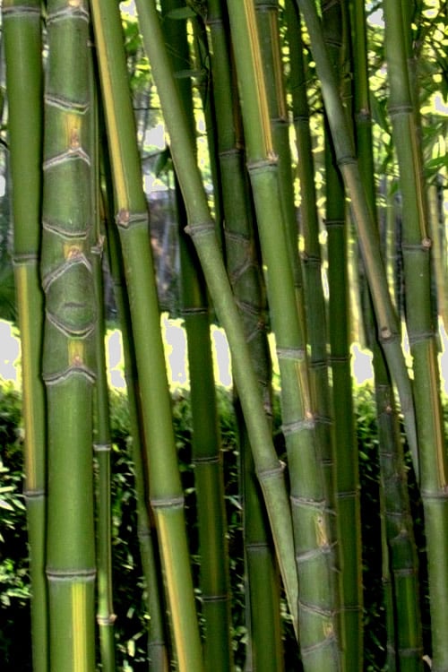  Flavescens Inversa Bamboo (Phyllostachys Aurea) - 3 Gallon Pot (2-4')
