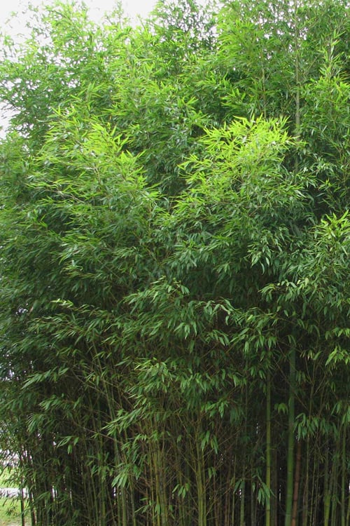  Flavescens Inversa Bamboo (Phyllostachys Aurea) - 3 Gallon Pot (4-6')