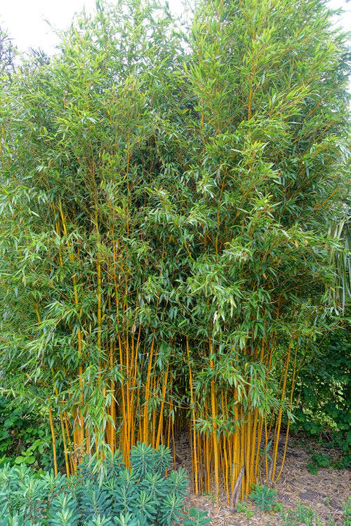 Gold Vivax Giant Timber Bamboo (Green Stripe Bamboo) - Phyllostachys Vivax 'Aureocaulis' - 3 Gallon Pot (4-6')
