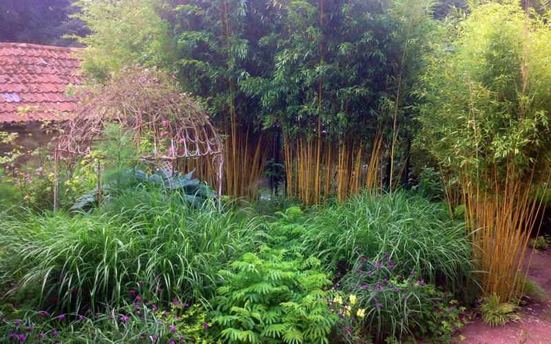  Gold Vivax Giant Timber Bamboo (Green Stripe Bamboo) - Phyllostachys Vivax 'Aureocaulis' - 3 Gallon Pot (4-6')