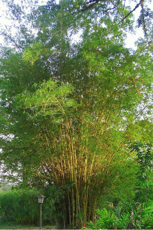  Golden Fishpole Bamboo - Phyllostachys Aurea - 3 Gallon Pot (4-6')