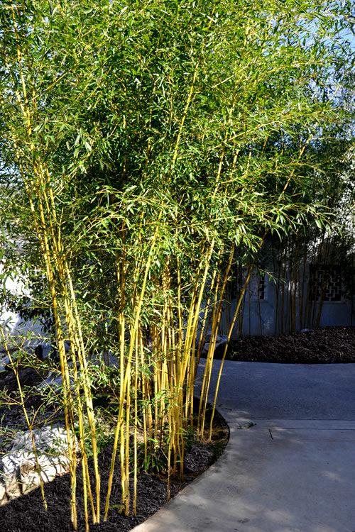  Golden Fishpole Bamboo - Phyllostachys Aurea - 3 Gallon Pot (4-6')