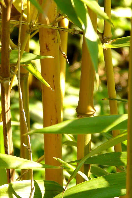  Golden Fishpole Bamboo - Phyllostachys Aurea - 3 Gallon Pot (4-6')