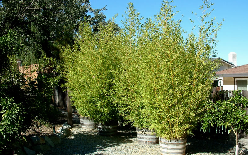  Golden Fishpole Bamboo - Phyllostachys Aurea - 3 Gallon Pot (4-6')
