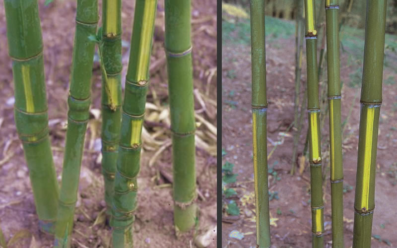  Flavescens Inversa Bamboo (Phyllostachys Aurea) - 3 Gallon Pot (4-6')
