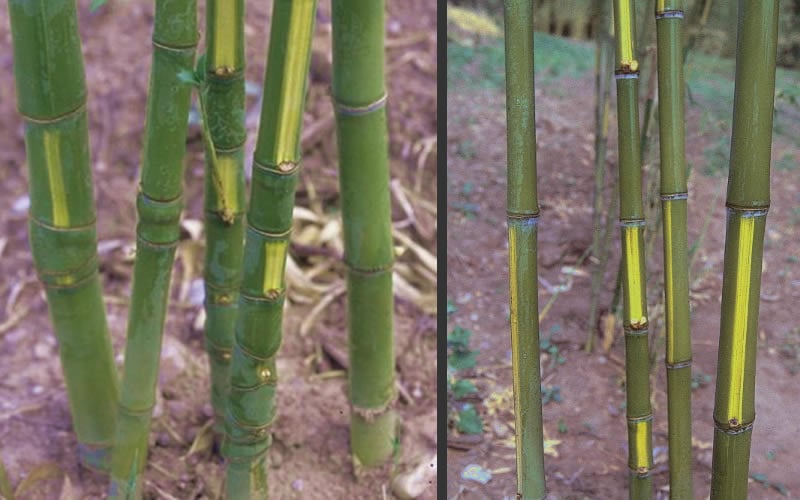 Flavescens Inversa Bamboo (Phyllostachys Aurea) - 3 Gallon Pot (4-6')