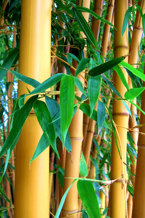  True Gold Golden Fish Pole Bamboo (Phyllostachys Aurea 'Holochrysa') - 3 Gallon Pot