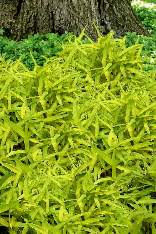  Dwarf Golden Leaf Bamboo - Pleioblastus Viridistriatus 'Chrysophyllus' - 1 Gallon Pot
