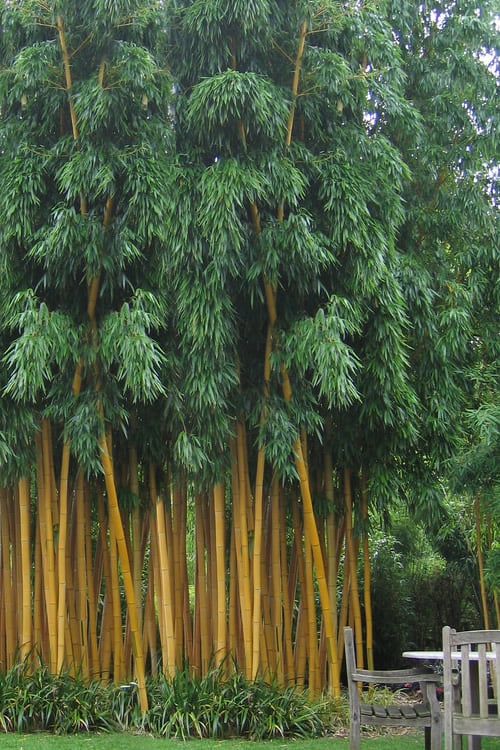  Gold Vivax Giant Timber Bamboo (Green Stripe Bamboo) - Phyllostachys Vivax 'Aureocaulis' - 3 Gallon Pot (2-4')