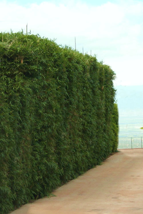  Graceful Bamboo (Slender Weavers) - Bambusa Textilis 'Gracilis' - 2 Gallon Pot