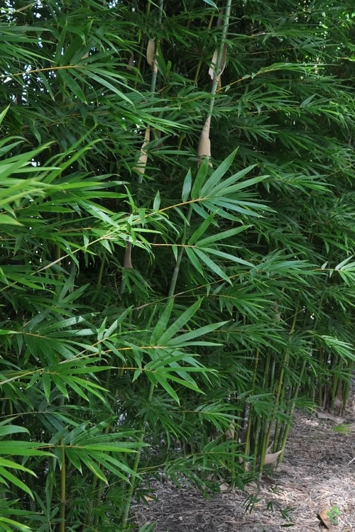  Graceful Bamboo (Slender Weavers) - Bambusa Textilis 'Gracilis' - 2 Gallon Pot
