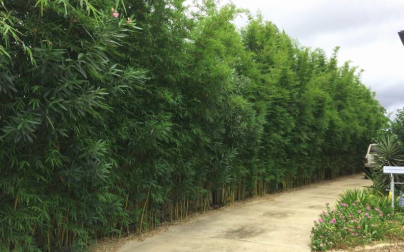  Graceful Bamboo (Slender Weavers) - Bambusa Textilis 'Gracilis' - 2 Gallon Pot