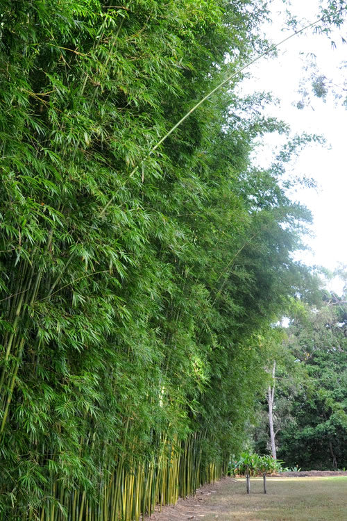  Graceful Bamboo (Slender Weavers) - Bambusa Textilis 'Gracilis' - 2 Gallon Pot