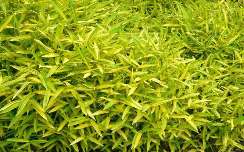  Dwarf Green Stripe Bamboo - Pleioblastus Viridistriatus - 2 Gallon Pot