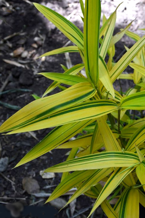 Dwarf Green Stripe Bamboo (Pleioblastus Viridistriatus) - 1 Gallon Pot