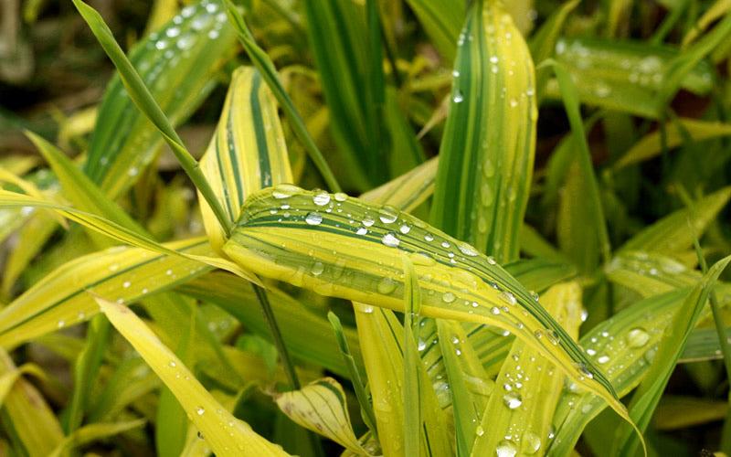  Dwarf Green Stripe Bamboo - Pleioblastus Viridistriatus - 2 Gallon Pot
