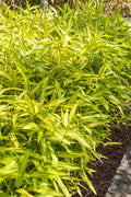  Dwarf Green Stripe Bamboo - Pleioblastus Viridistriatus - 2 Gallon Pot