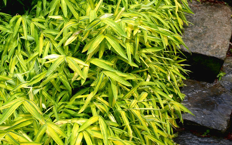  Dwarf Green Stripe Bamboo (Pleioblastus Viridistriatus) - 1 Gallon Pot