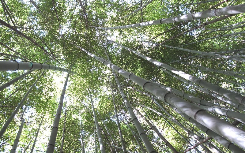  Henon Giant Gray Bamboo - Phyllostachys Nigra 'Henon' - 2 Gallon Pot