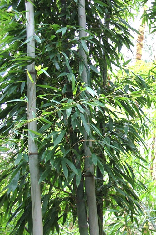  Henon Giant Gray Bamboo - Phyllostachys Nigra 'Henon' - 2 Gallon Pot
