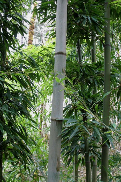 Henon Giant Gray Bamboo - Phyllostachys Nigra 'Henon' - 2 Gallon Pot