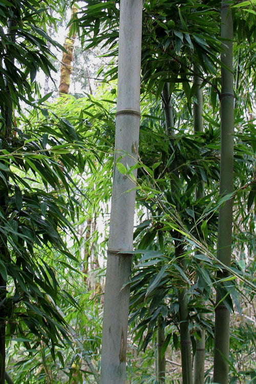  Henon Giant Gray Bamboo - Phyllostachys Nigra 'Henon' - 3 Gallon Pot (2-4')