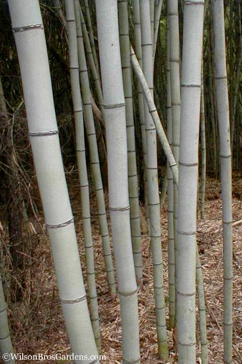  Henon Giant Gray Bamboo - Phyllostachys Nigra 'Henon' - 3 Gallon Pot (2-4')