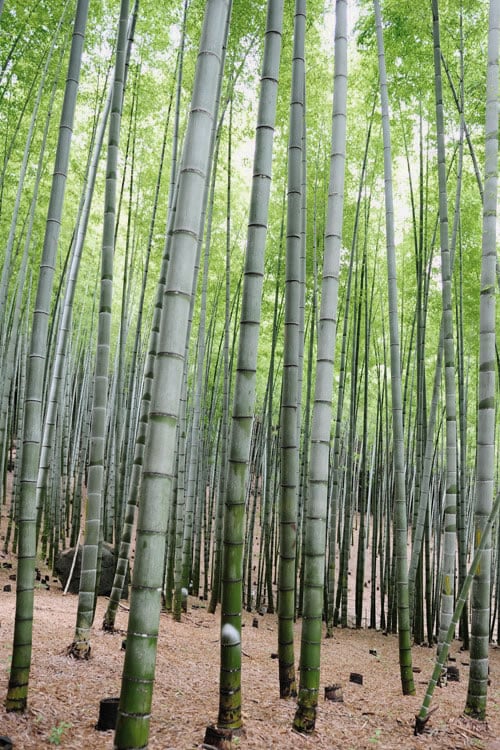  Henon Giant Gray Bamboo - Phyllostachys Nigra 'Henon' - 2 Gallon Pot