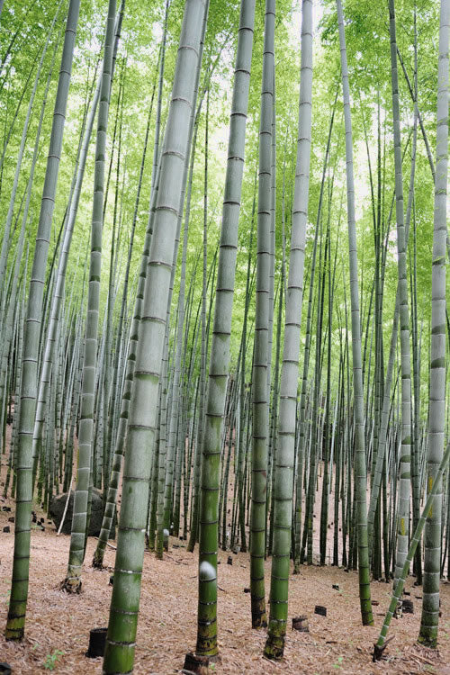  Henon Giant Gray Bamboo - Phyllostachys Nigra 'Henon' - 3 Gallon Pot (2-4')