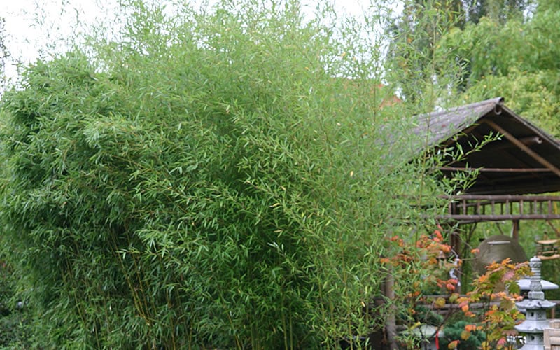  Humilis Hedge Bamboo - Phyllostachys Humilis - 2 Gallon Pot