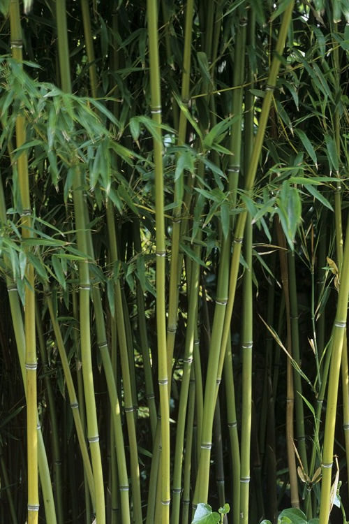  Humilis Hedge Bamboo - Phyllostachys Humilis - 2 Gallon Pot