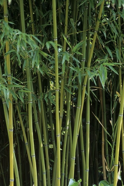  Humilis Hedge Bamboo - Phyllostachys Humilis - 3 Gallon Pot